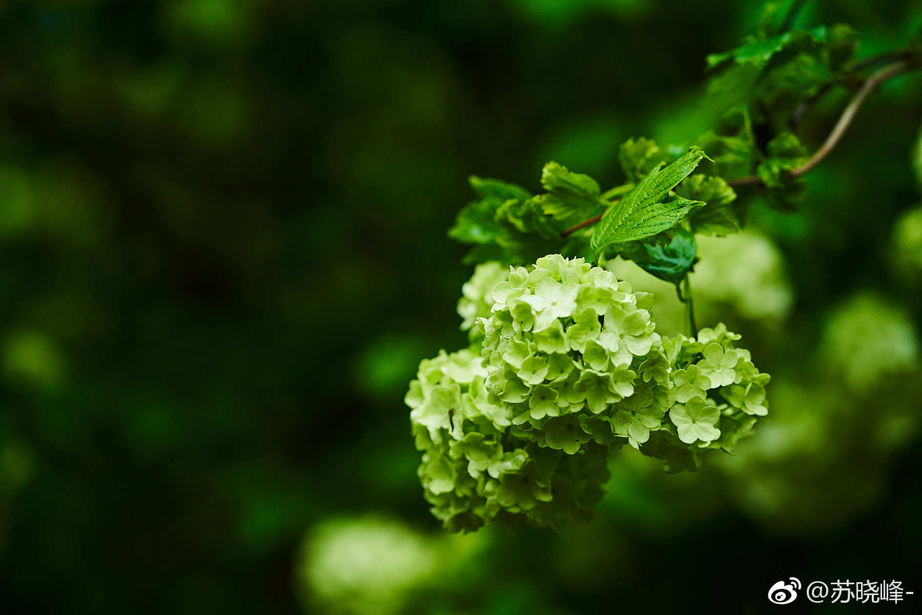此花开尽春已规圆留得一团和气奥森的木绣球