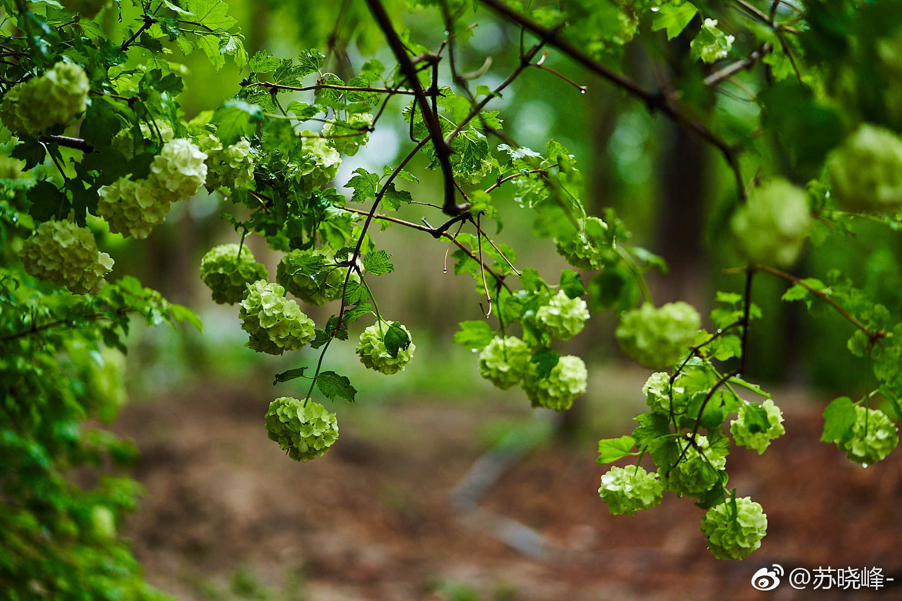 此花开尽春已规圆留得一团和气奥森的木绣球