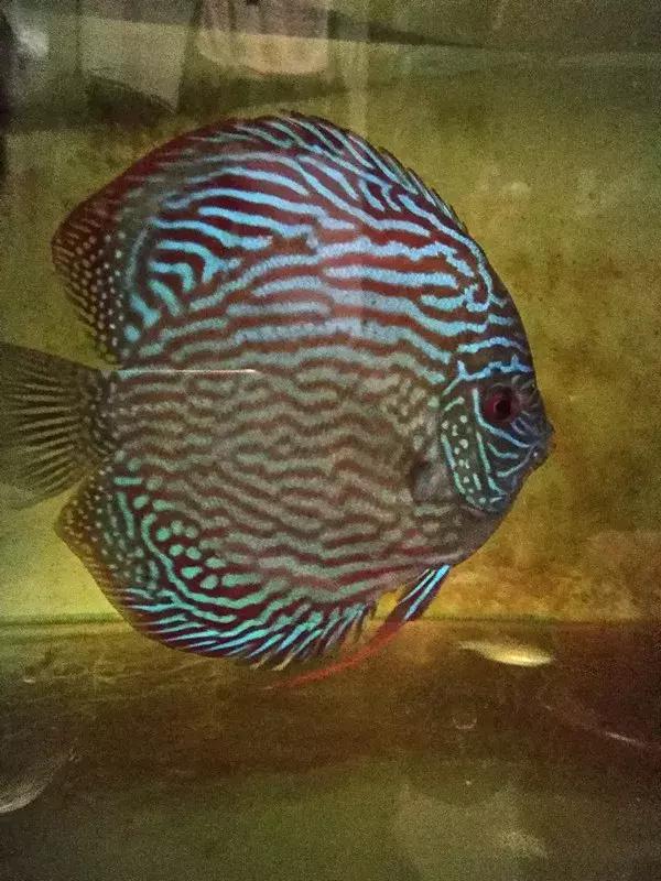 家居水景丨七彩繁殖经验分享与交流