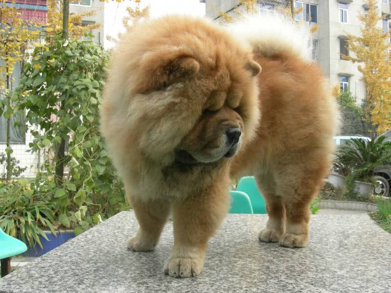 怀孕后我把松狮放老家婆婆那一月后见狗狗模样笑的我胃岔气