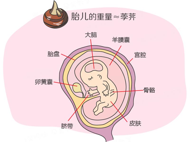 孕期40周指南:怀孕第11周 主要器官发育成熟