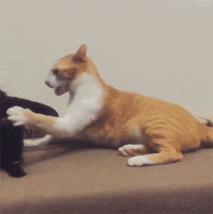 猫咪打架gif互殴图片
