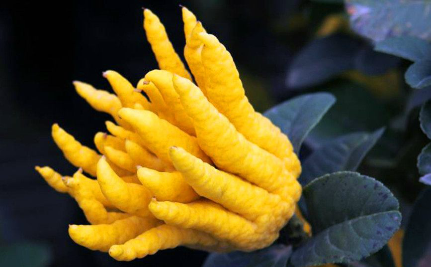 全球公认最稀罕的5种水果吃过2种以上就算你牛