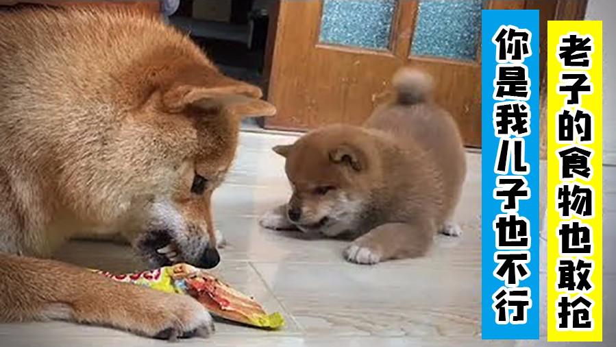 柴犬妈妈太护食,连亲生儿子都不给吃!