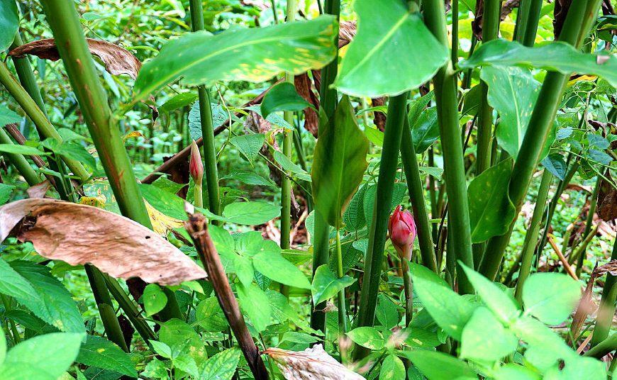 木姜花 主人说这种植物叫木姜花,我们吃的叻沙中就有这种调料,我想起