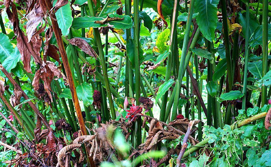 木姜花 主人说这种植物叫木姜花,我们吃的叻沙中就有这种调料,我想起