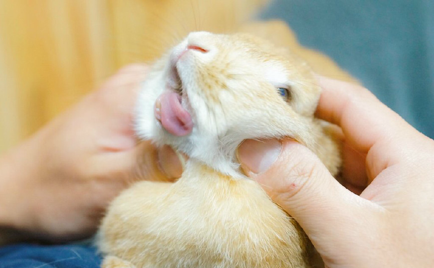 小伙帮兔子按摩,兔子太享受,表情很销魂