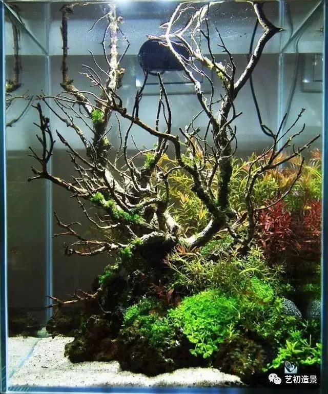 小缸大气派草缸造景图片欣赏