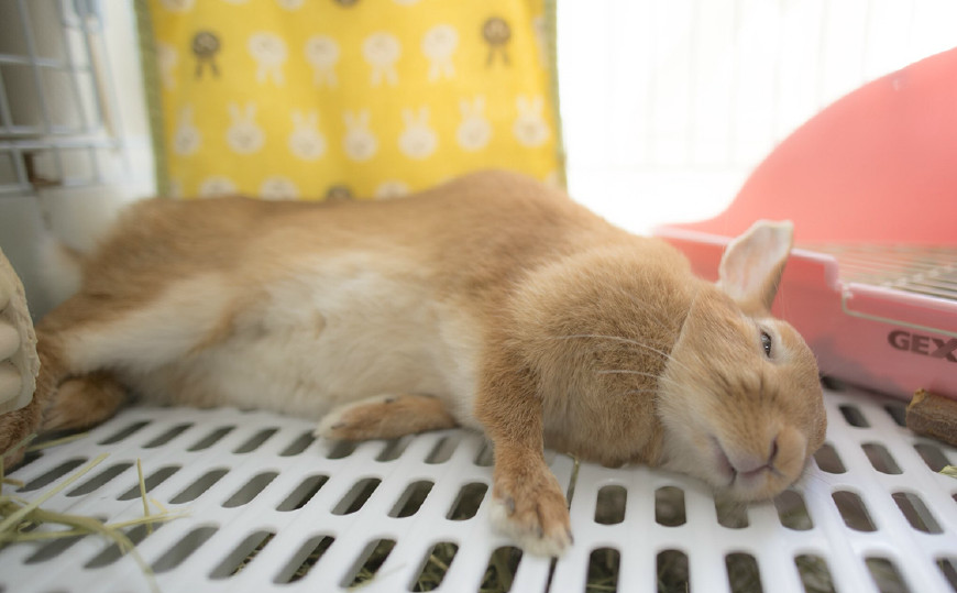 女孩看到兔子躺着一脸的生无可恋,走近一看才知道自己被骗