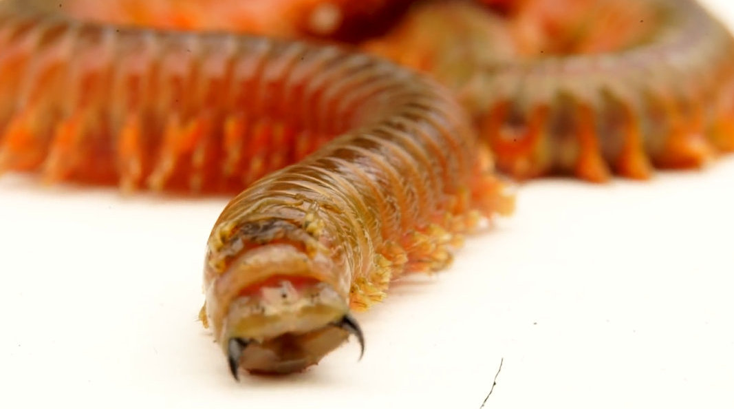 抖音搞笑视频 拍个嘴巴嘟嘟保证比嘴巴嘟嘟姐