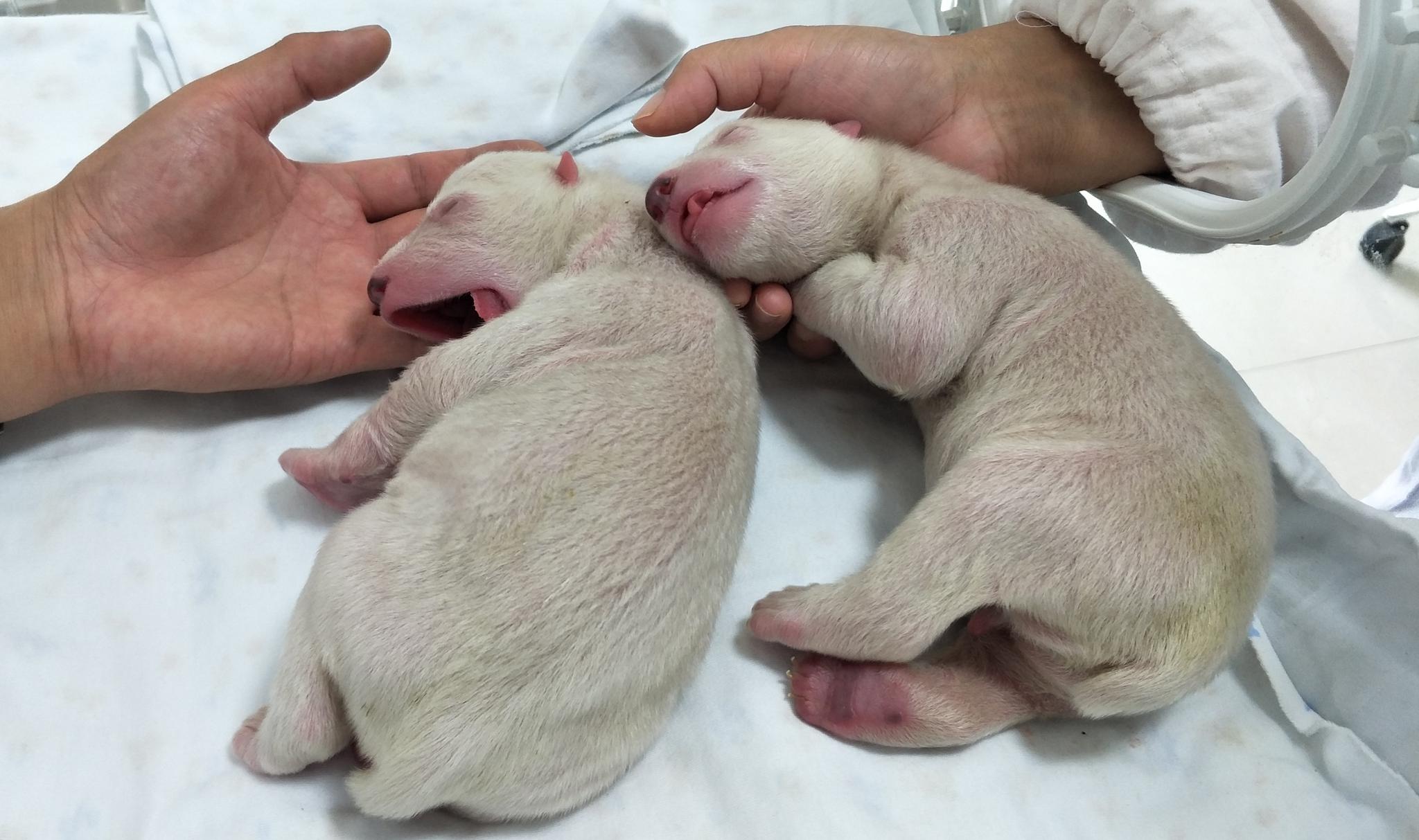 动物也过端午节,海洋馆给北极熊吃专属"粽子"|北极熊|熊宝宝|海洋馆
