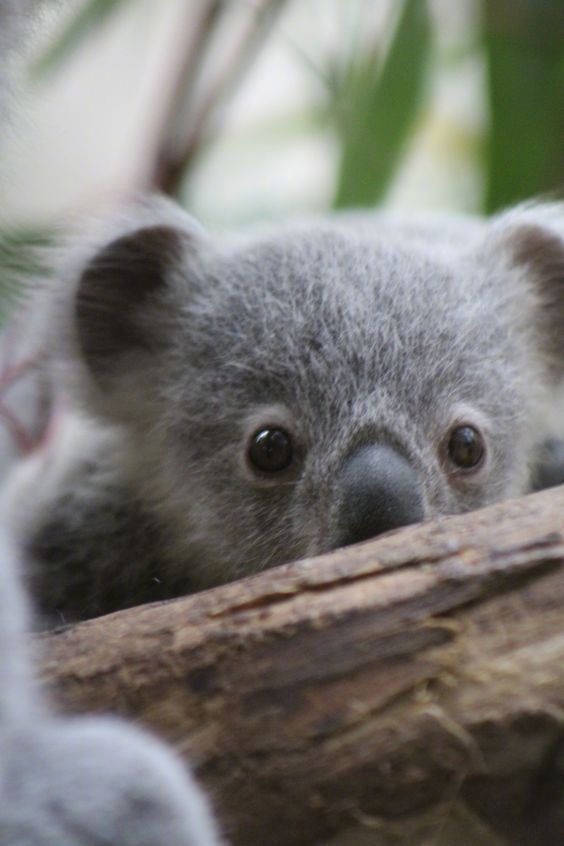 考拉宝宝来一口