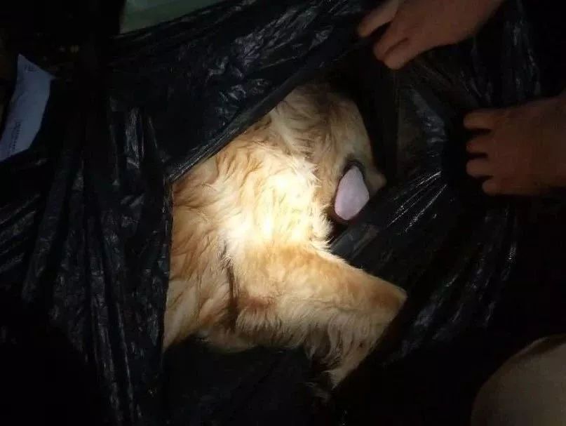 邻居拍下惊险一幕:爸不要打,狗狗死了!肇庆朋友圈都在疯传!