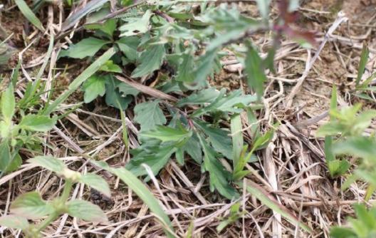 在福建广东通称田边菊,路边菊,湖北,四川,贵州,广西通称鱼鳅串,泥鳅串