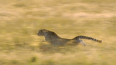 奔跑是这位漂亮的猫科动物,在如此纷繁复杂的世界得以存活的技能.