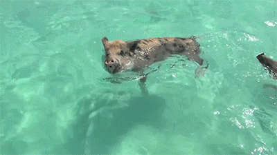 400_225gif 动态图 动图