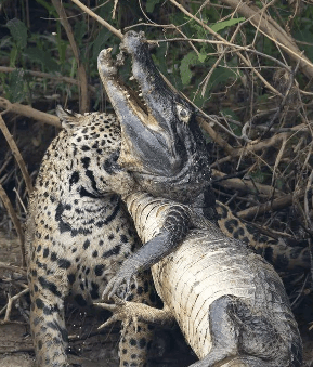 狡猾美洲豹vs残忍凯门鳄, 看看谁是王者?