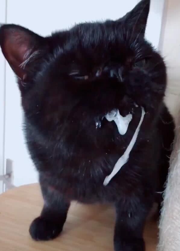 猫咪吃完驱虫药后,口吐白沫,抬头一看差点让人笑喷!