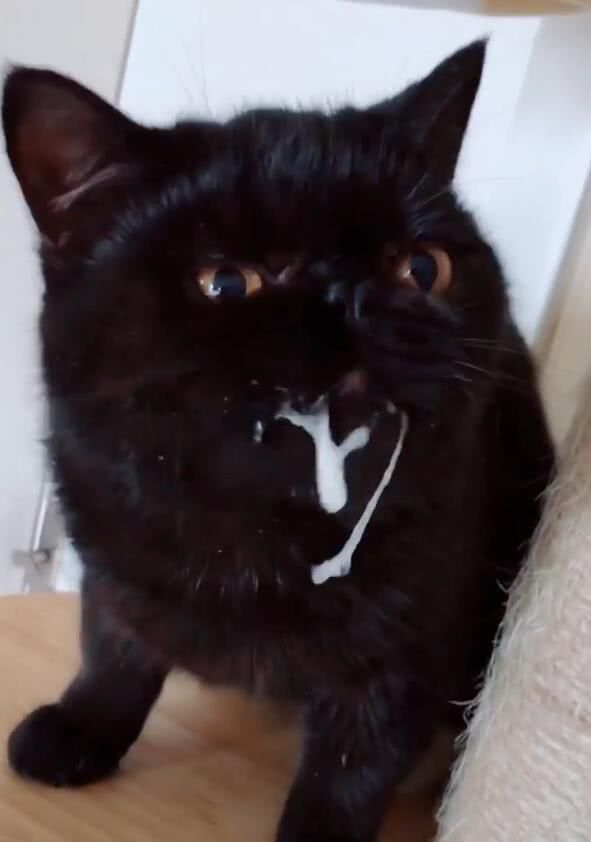猫咪吃完驱虫药后,口吐白沫,抬头一看差点让人笑喷!
