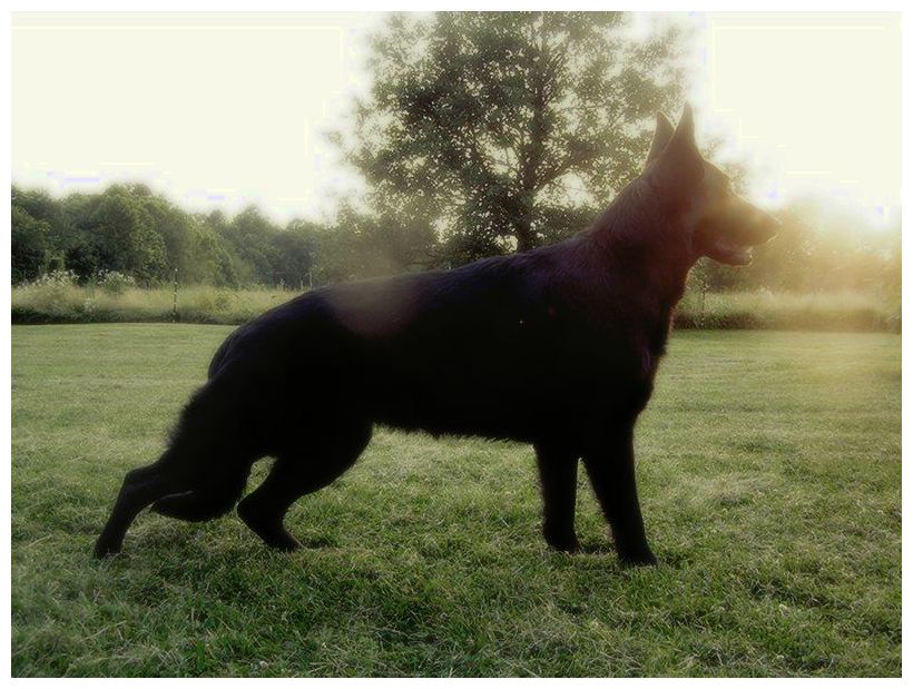 狗,身家24亿有独栋别墅,王思聪家的只算是保姆级|王思聪|冈瑟|伯爵