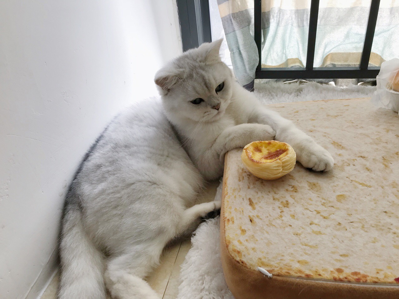 中分李白的打闹日常,李白最后的那个表情真的超级委屈了 花花与三猫 .