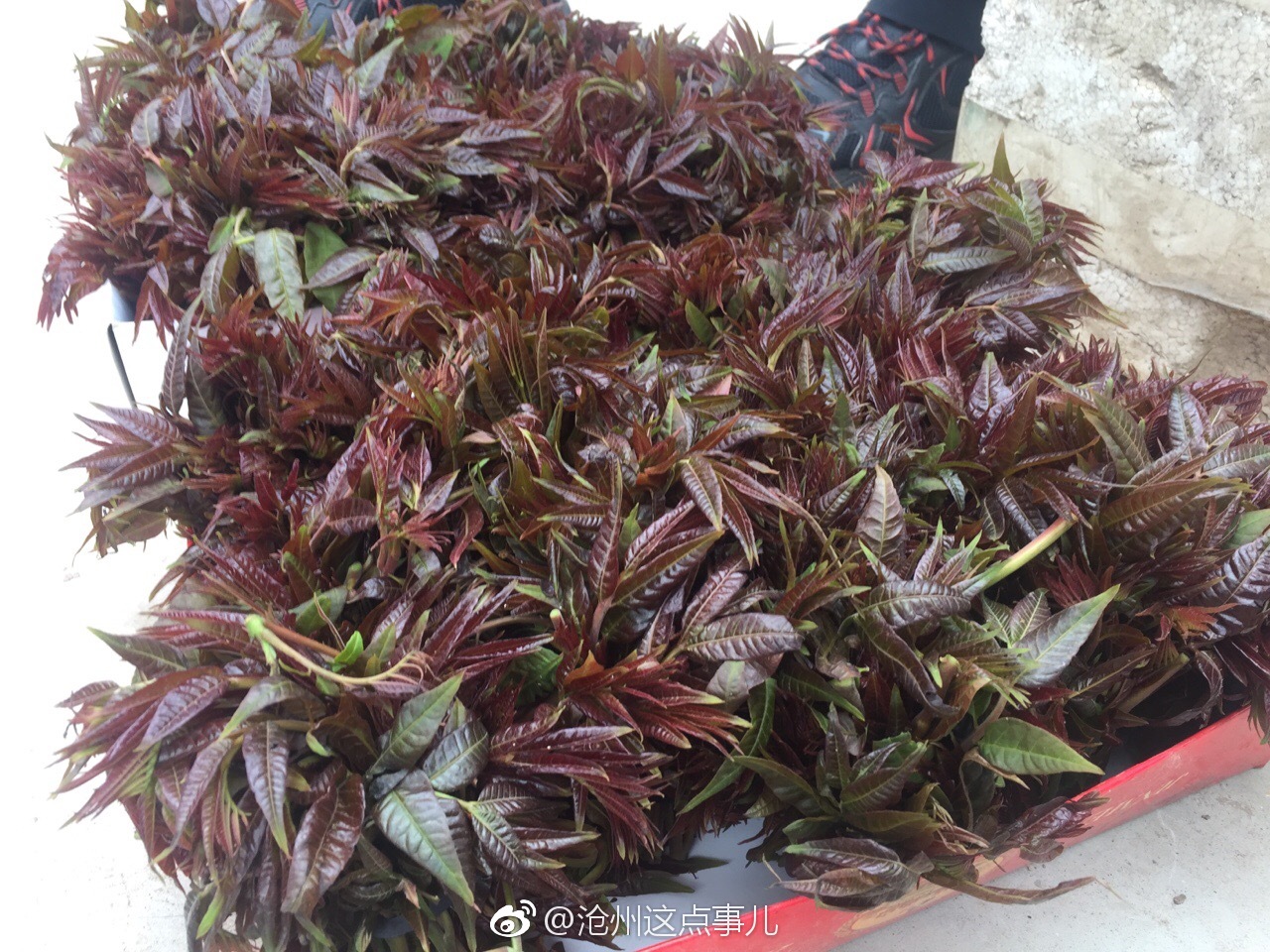 谷雨时节,柳绿椿香,"活力新沧县 启程谱新篇"主题活动暨第二届"香椿节