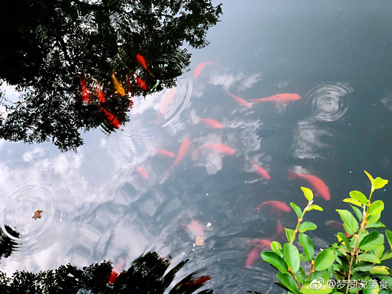 西湖十景花港观鱼