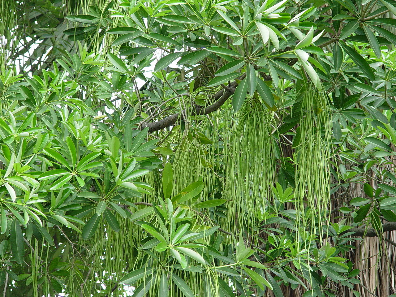 农村这种树被农民称为"发财树",专家却说是"救命树"