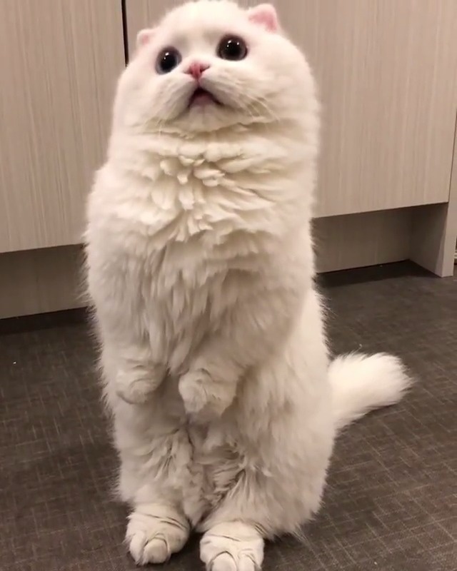 呆萌帅气的喵星人,逗比搞怪卖萌样样精通