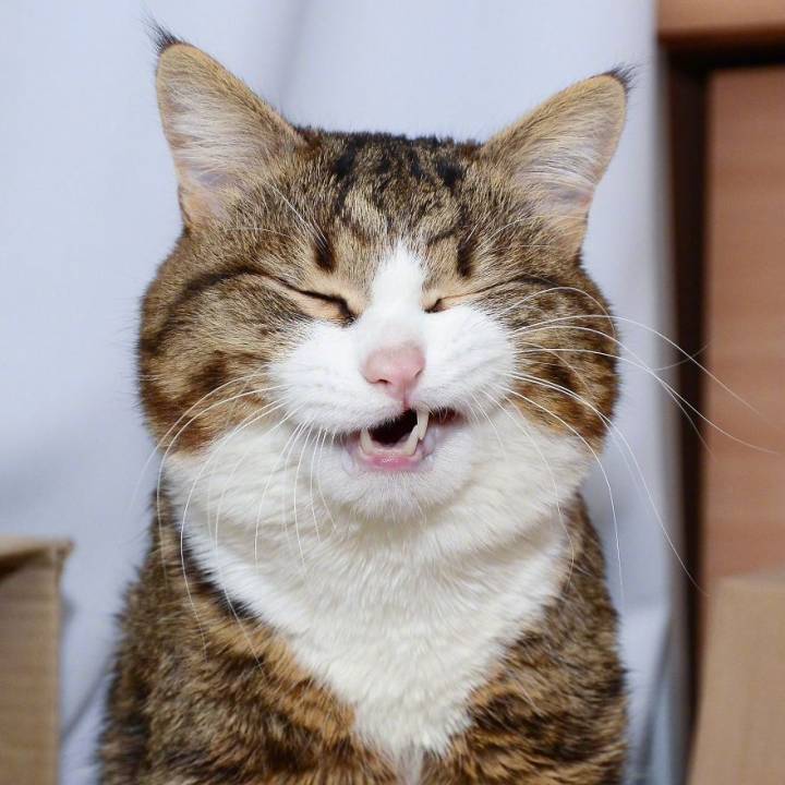 猫咪坏笑头像图片