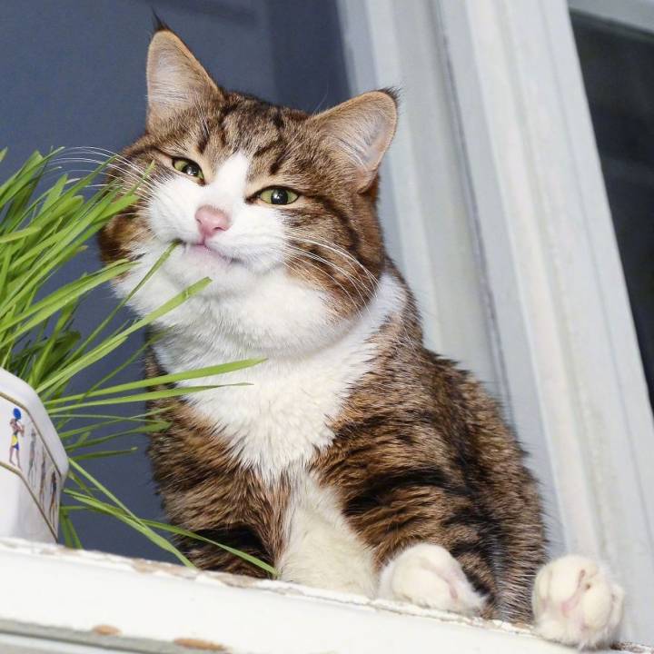 坏笑邪魅一笑思考