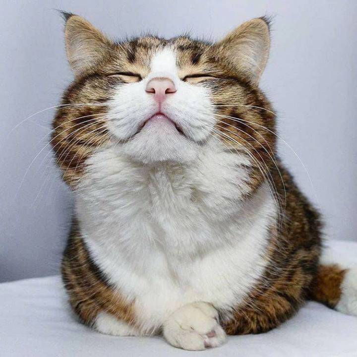 猫咪坏笑头像图片