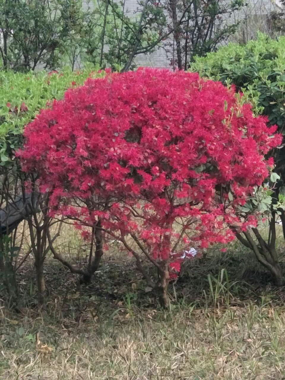 红继木 图文/侯芳