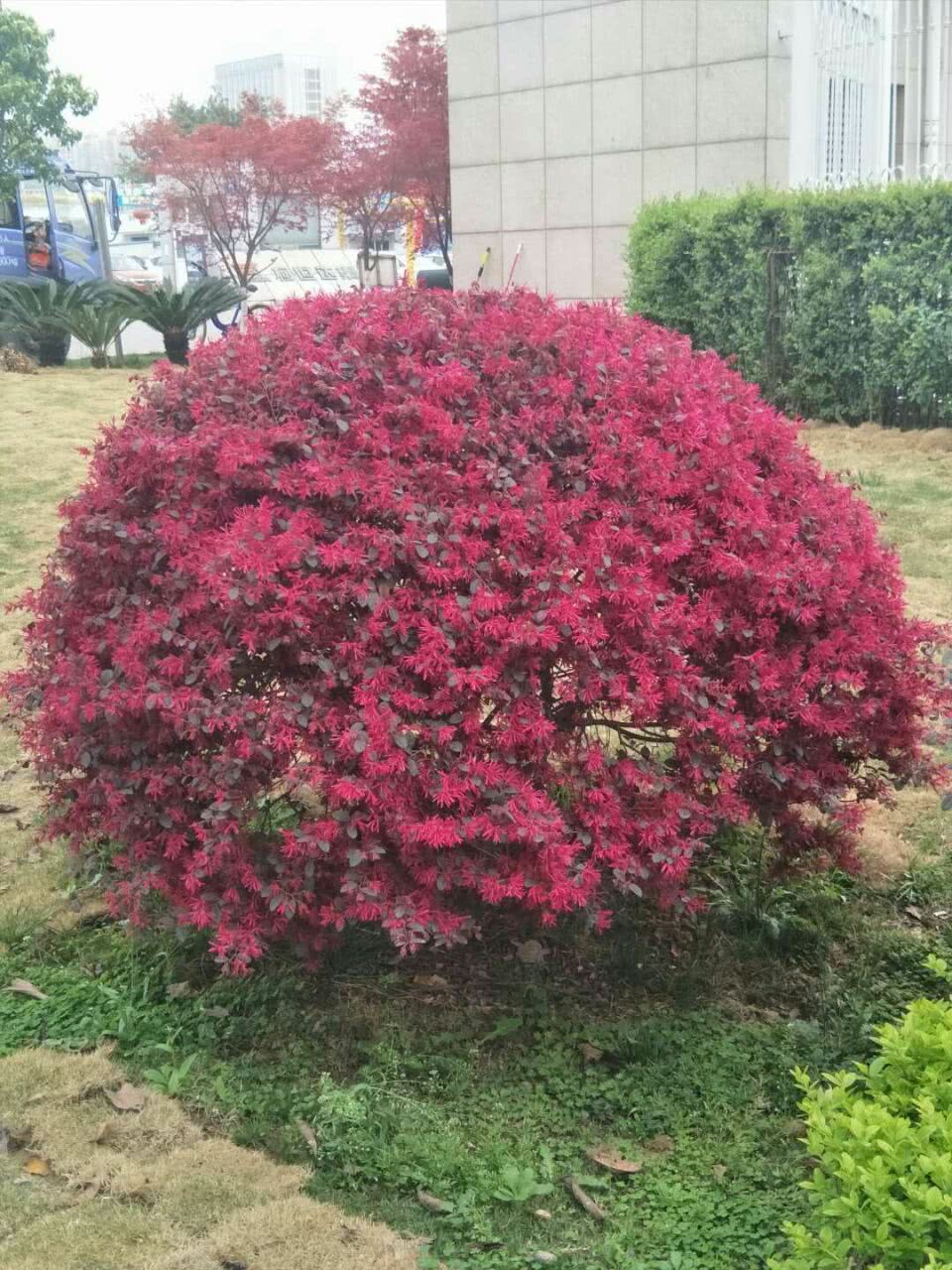 红继木 图文/侯芳