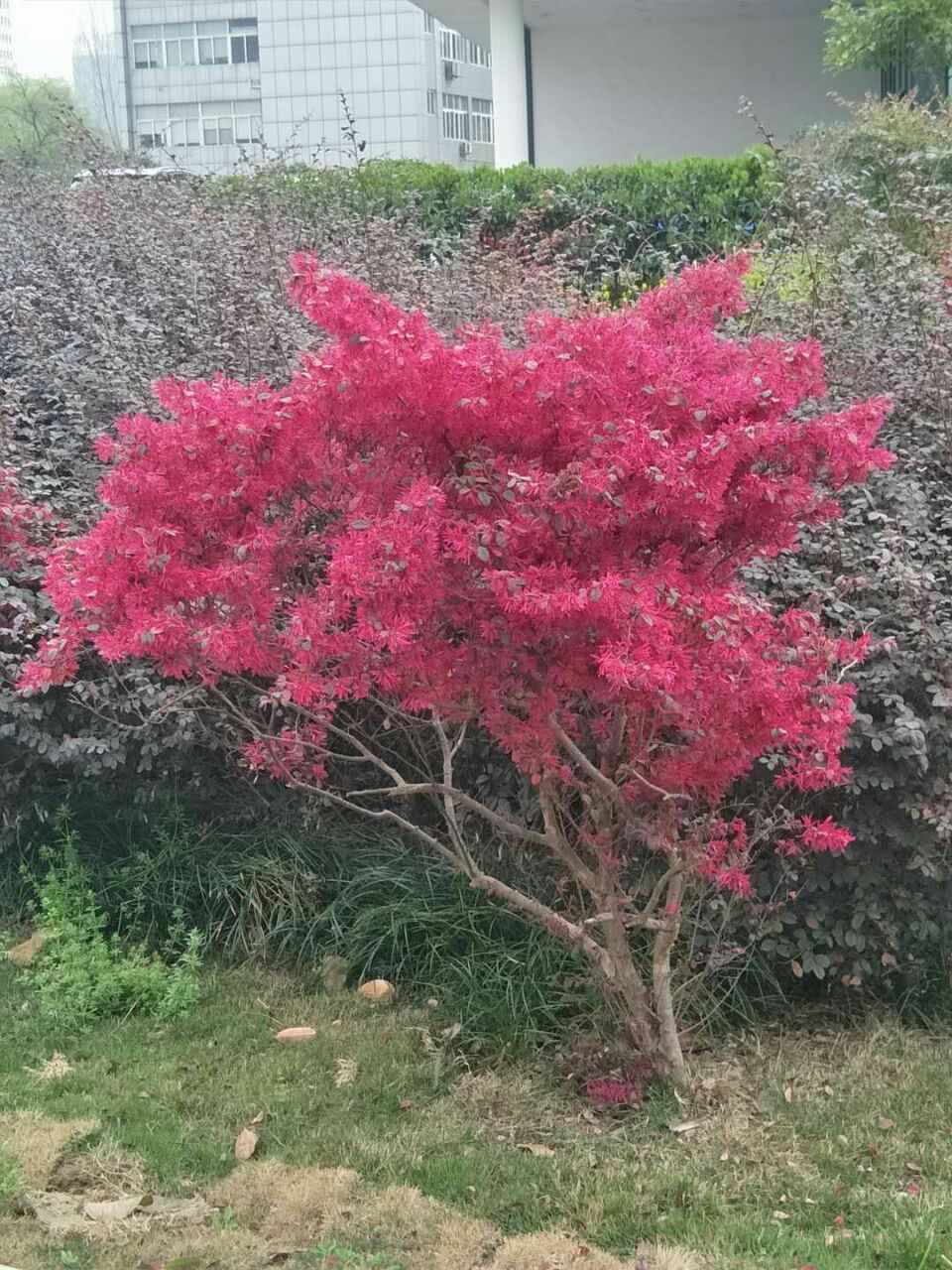 红继木 图文/侯芳