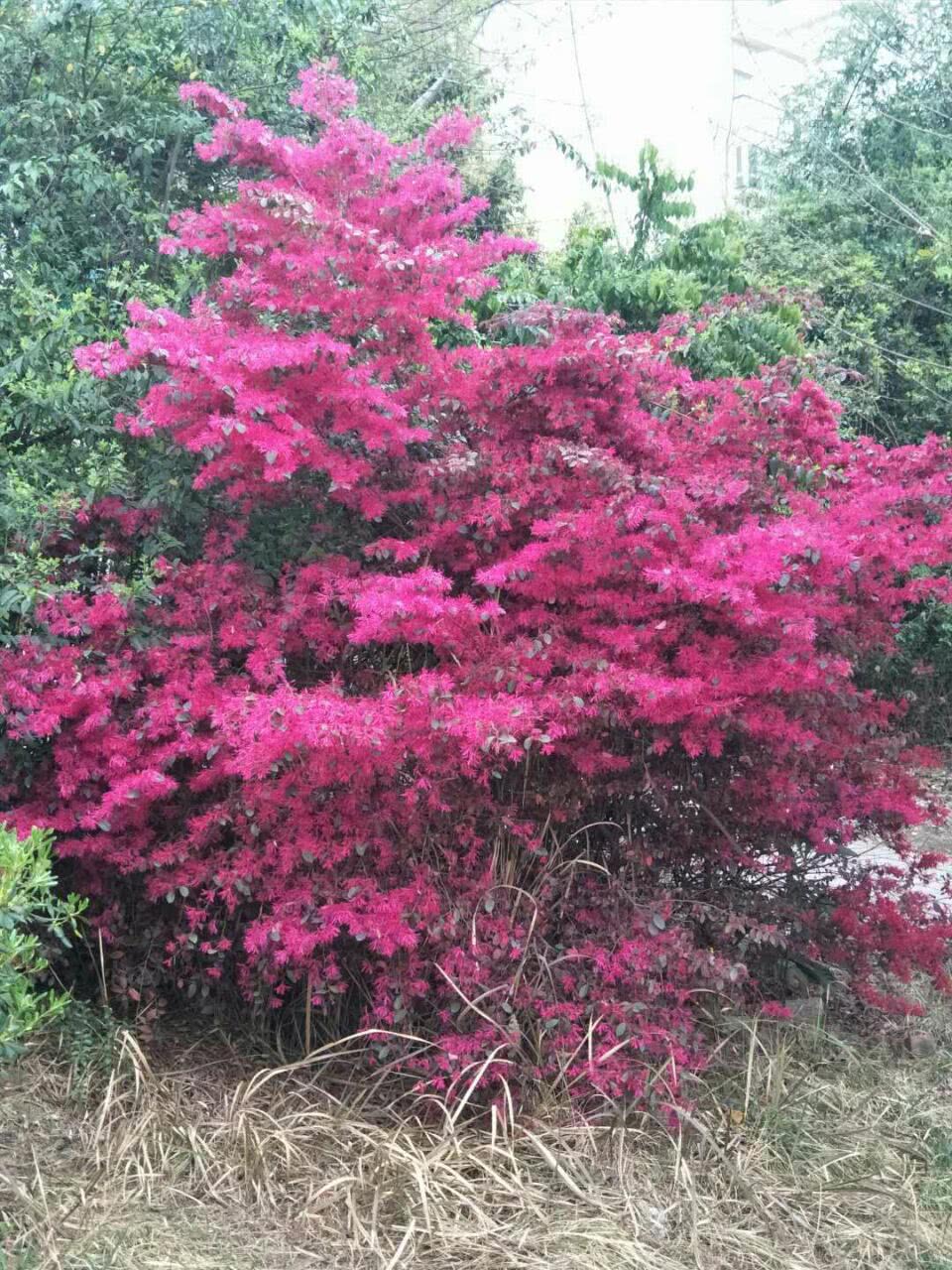 红继木 图文/侯芳