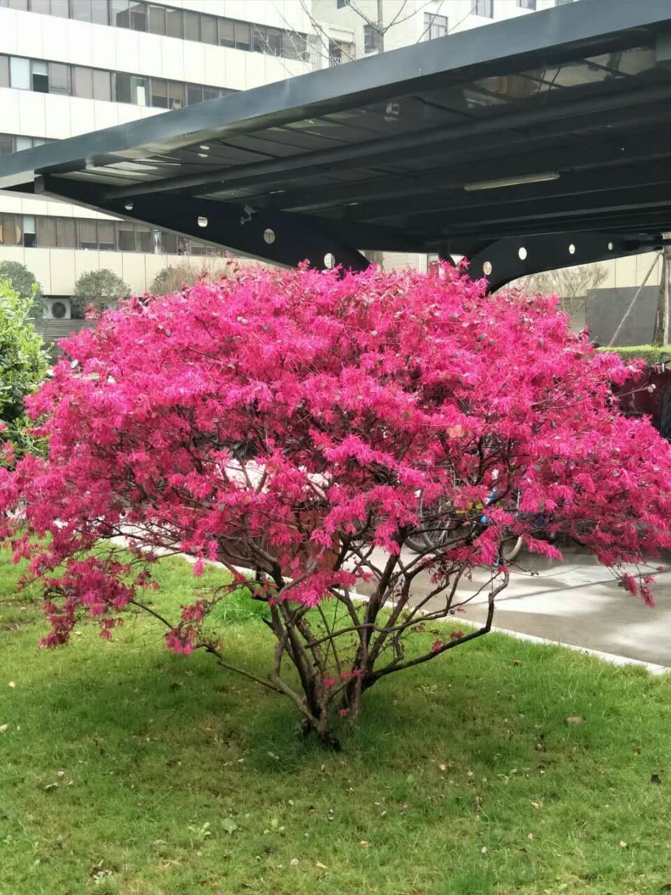 红继木 图文/侯芳