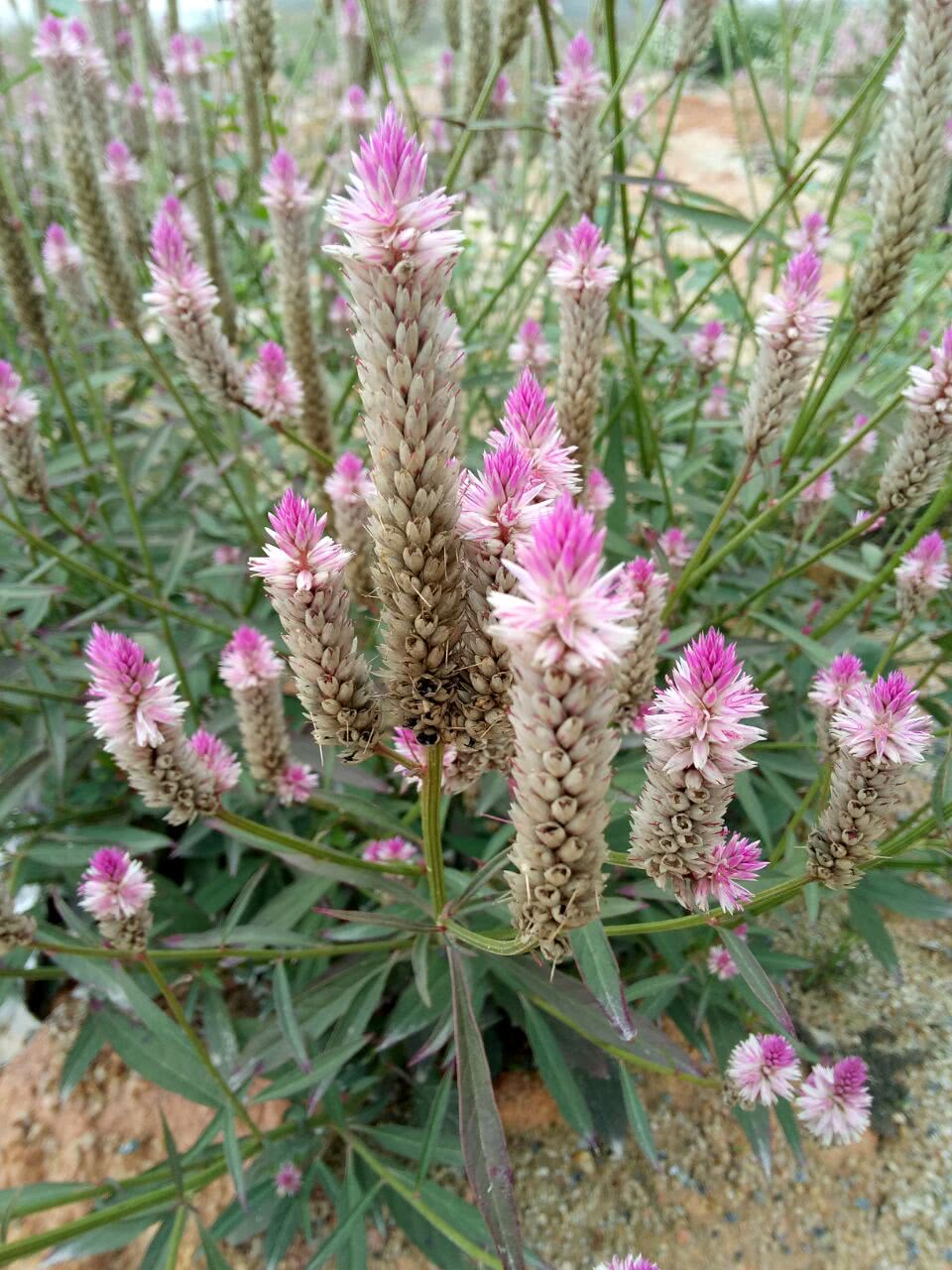 农村的这种植物,竟还可以做药用!