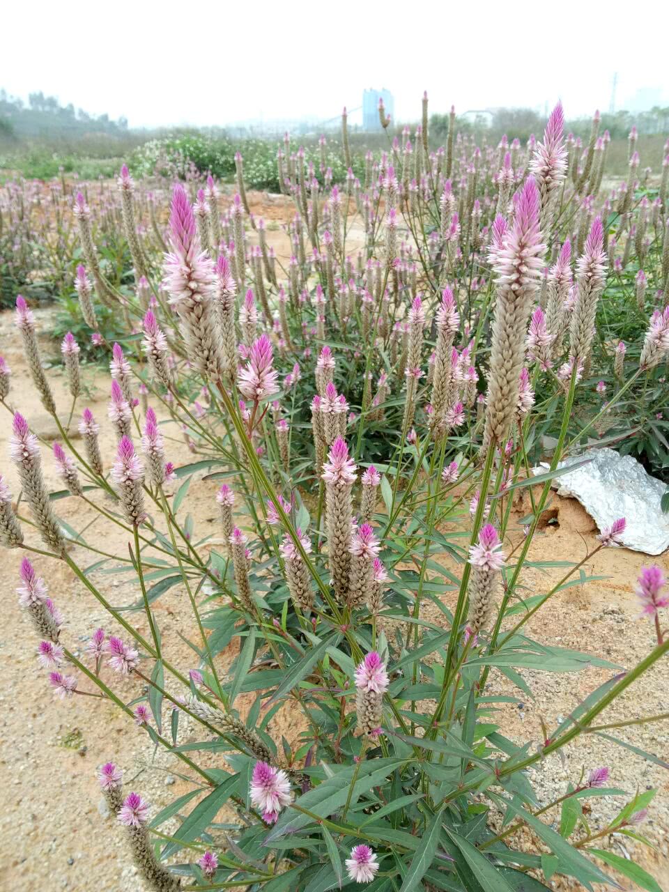 植物|狗尾巴草|种子_新浪新闻