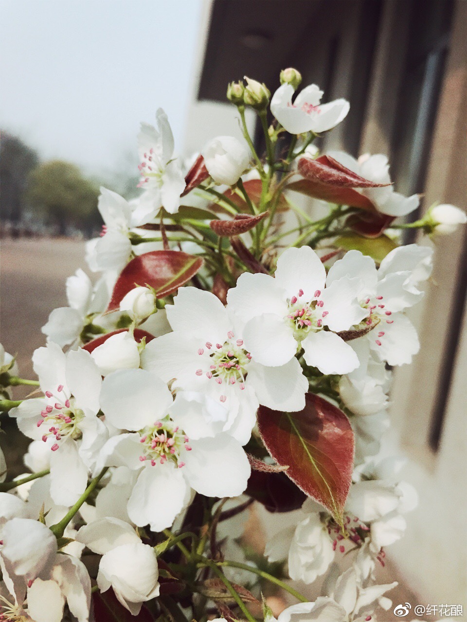 最近梨花也开了,小小的一株枝头却很繁茂。蹲在树下看天空|梨花|枝头|天空_新浪新闻