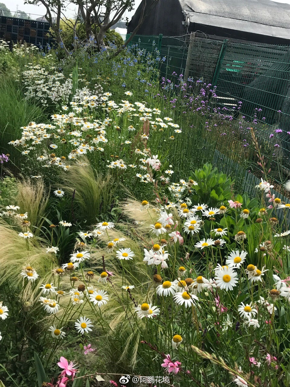 花园的草原花境区,3月份种的,现在全盛期了