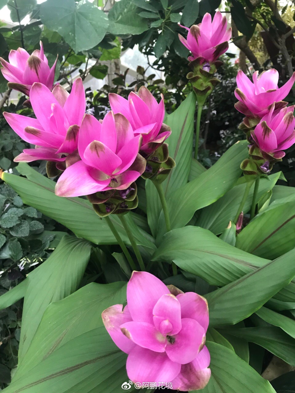 姜荷花 67姜荷花 67姜荷花 67姜荷花 67姜