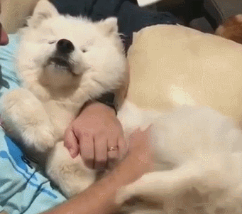 狗子被主人抱在怀中它一脸享受的表情萌化了狗子羡慕吧