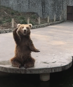 游客喂熊顾此失彼二货狗熊努力招手卖萌求重视我可爱喂我啊