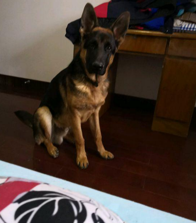 网友花50块买了只土狗,不料长大后原形毕露,朋友直呼赚翻了!