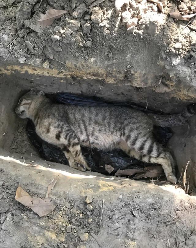 网友在家附近捡到被人残忍打死的流浪猫,接下来他的举动让人佩服