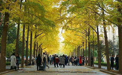 北京,林业大学校园银杏美景引集体合影