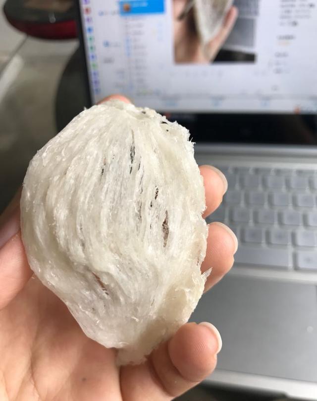 从此《假燕窝》是路人