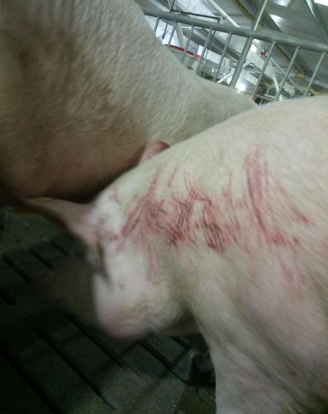 饲养母猪时一定注意咬伤的母猪