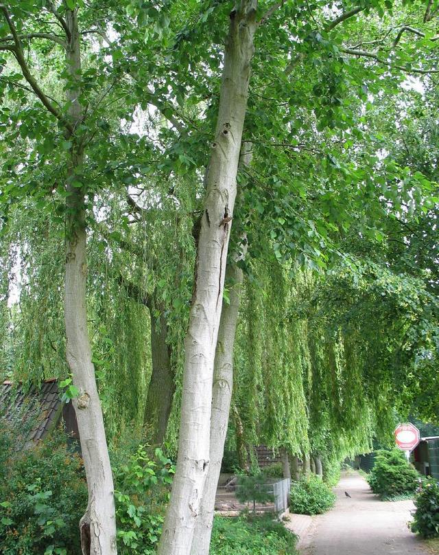 椅子最早叫做水冬瓜,竟然还是一种植物,看中国椅子发展史